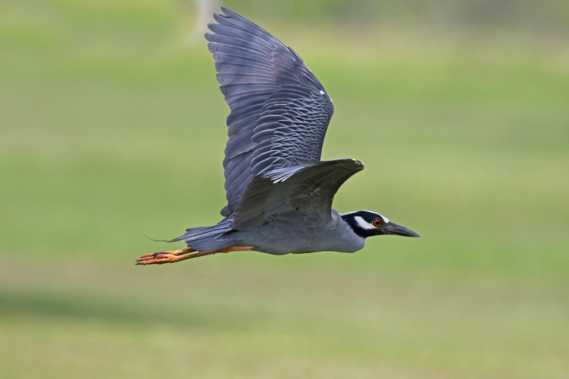 Yellow-crowned Night-heron