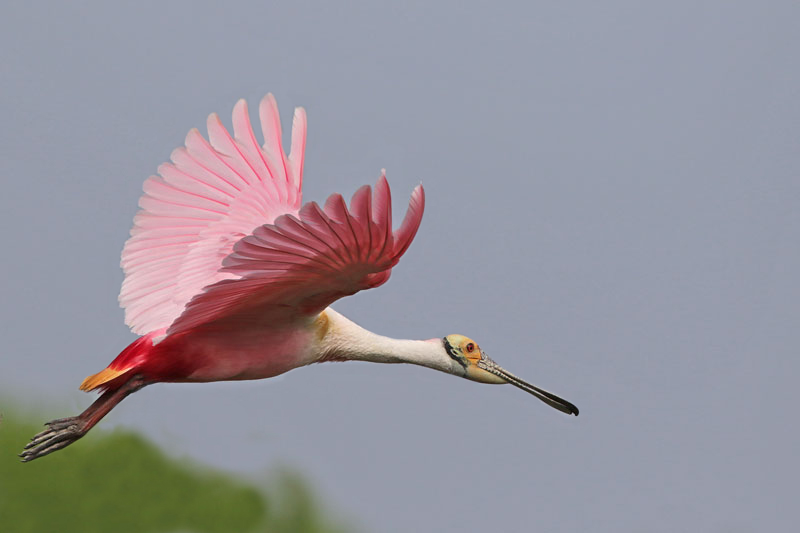 Roseate Spoonbill