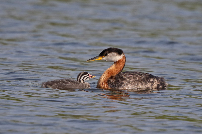 Red-necked Grebe