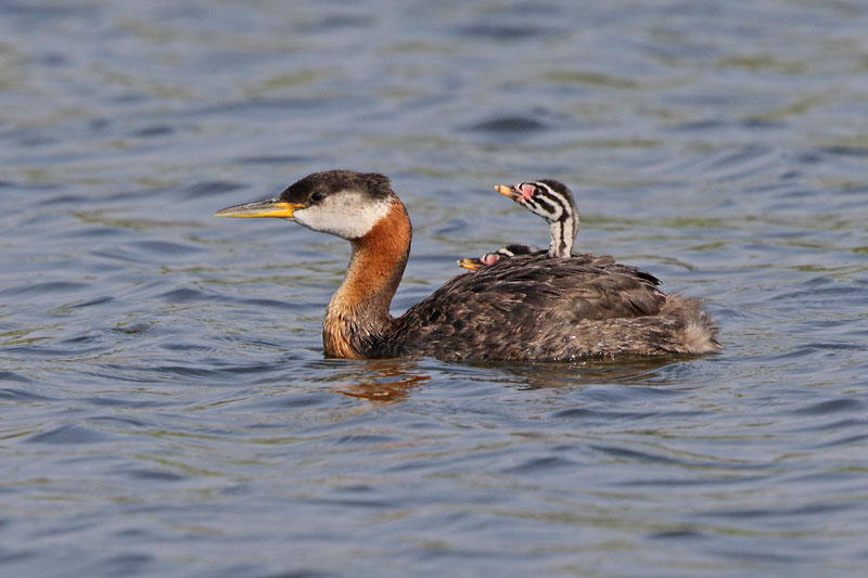 Red-necked Grebe