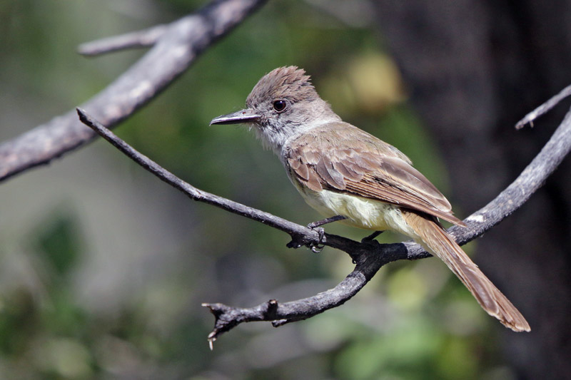Dusty-capped Flycatcher