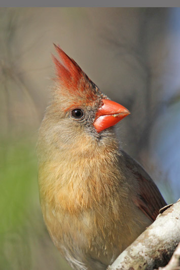 Northern Cardinal