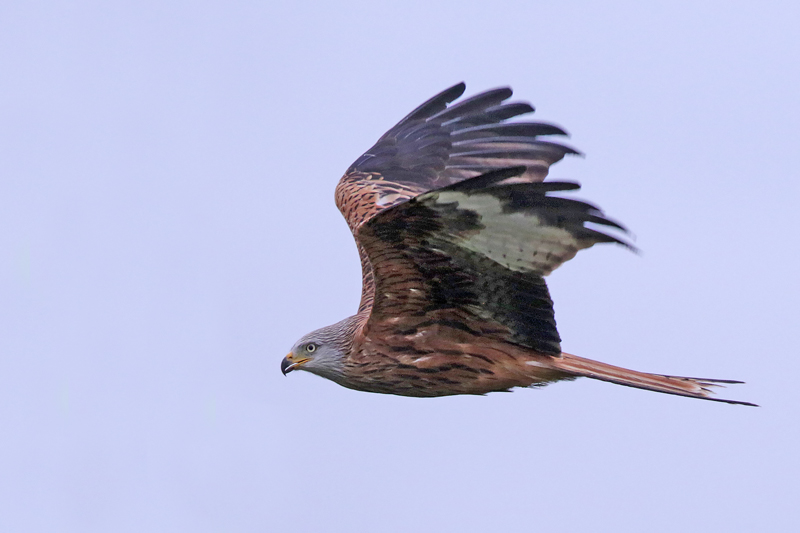 Red Kite