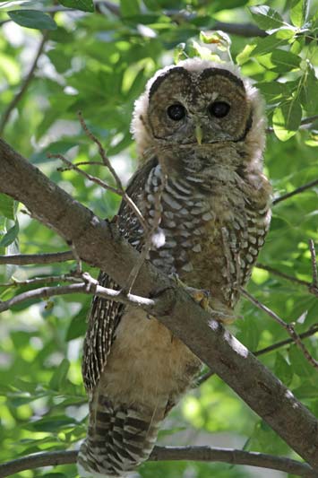 Spotted Owl