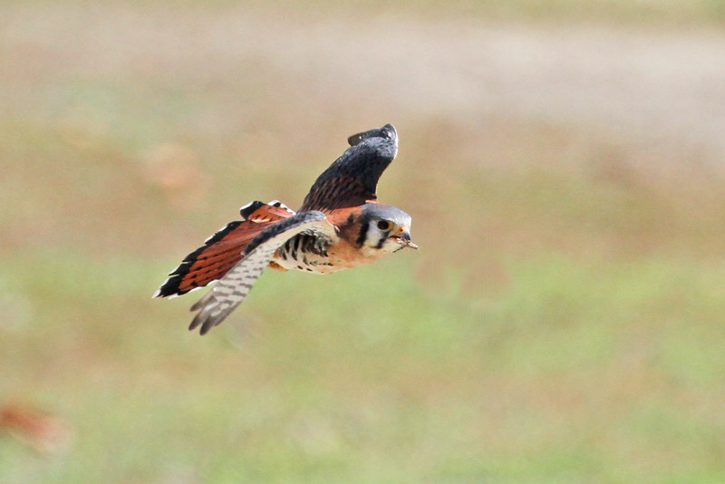 American Kestrel