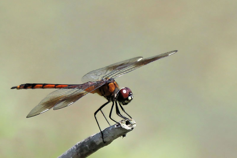 Seaside Dragonlet