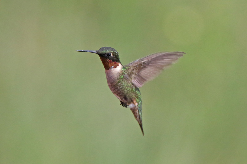 Ruby-throated Hummingbird