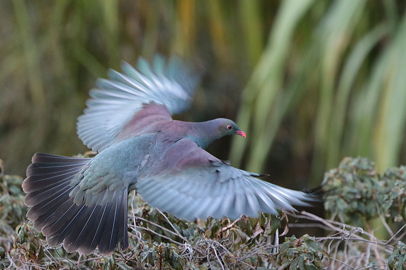 New Zealand Pigeon