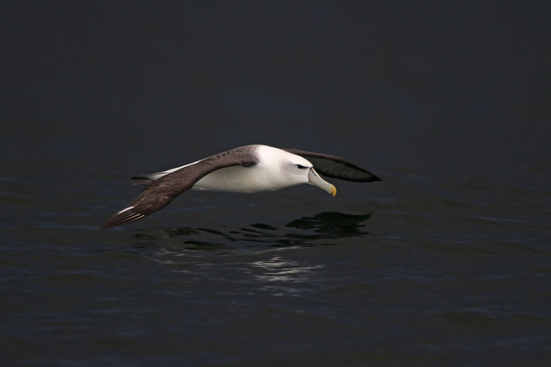 White-capped Albatross