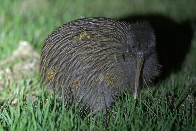 Stewart Island Tokoeka Brown Kiwi