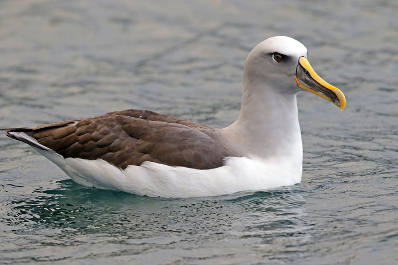 Buller's Albatross (Buller's Mollymawk)