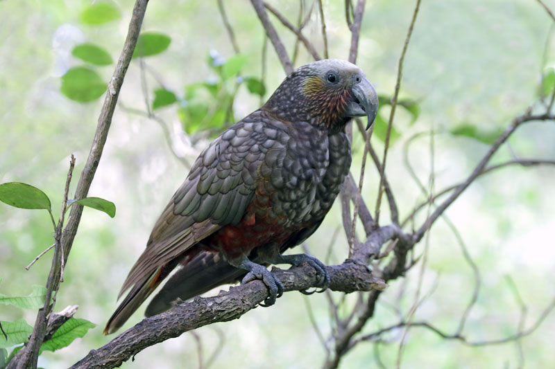 New Zealand Kaka