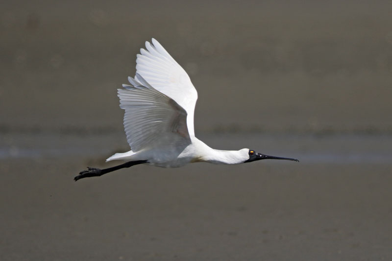 Royal Spoonbill
