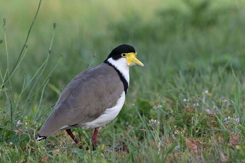 Masked Lapwing