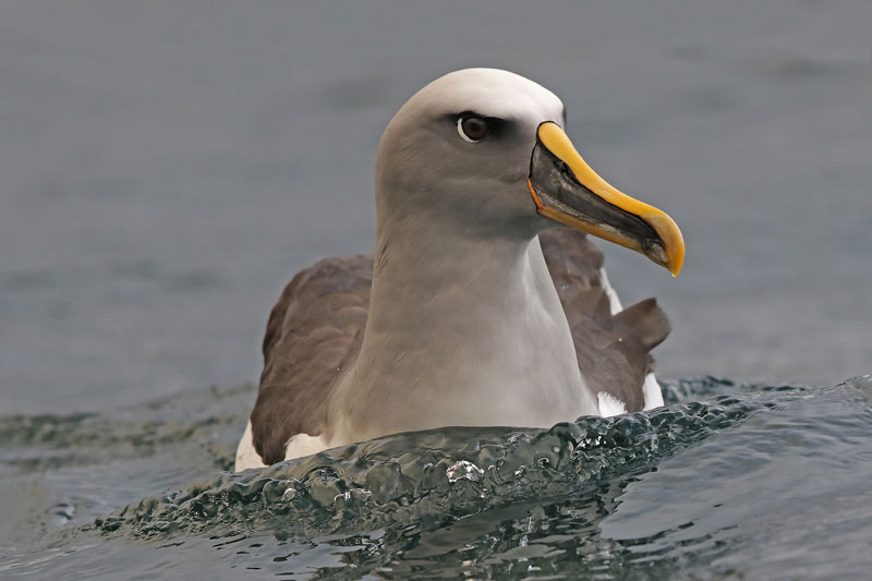 Buller's Albatross