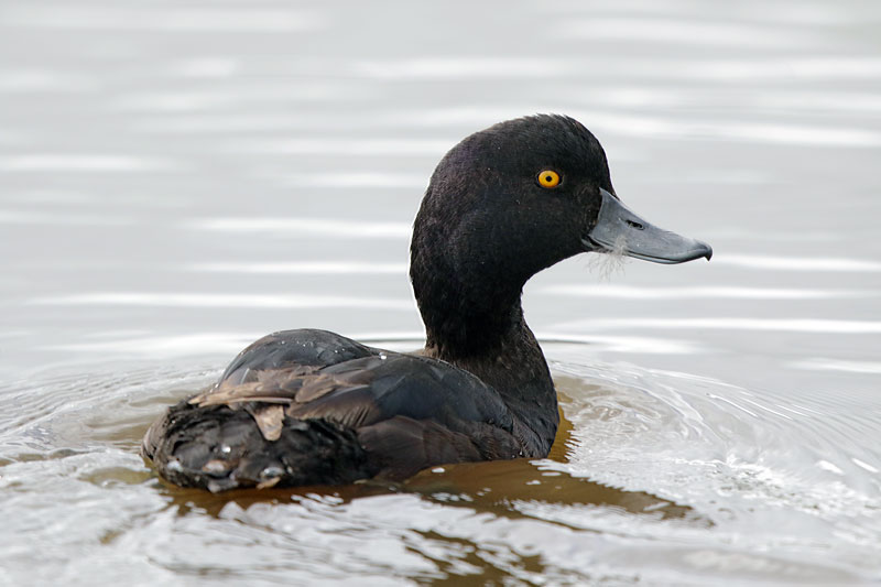New Zealand Scaup