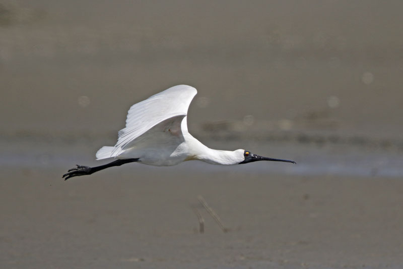 Royal Spoonbill
