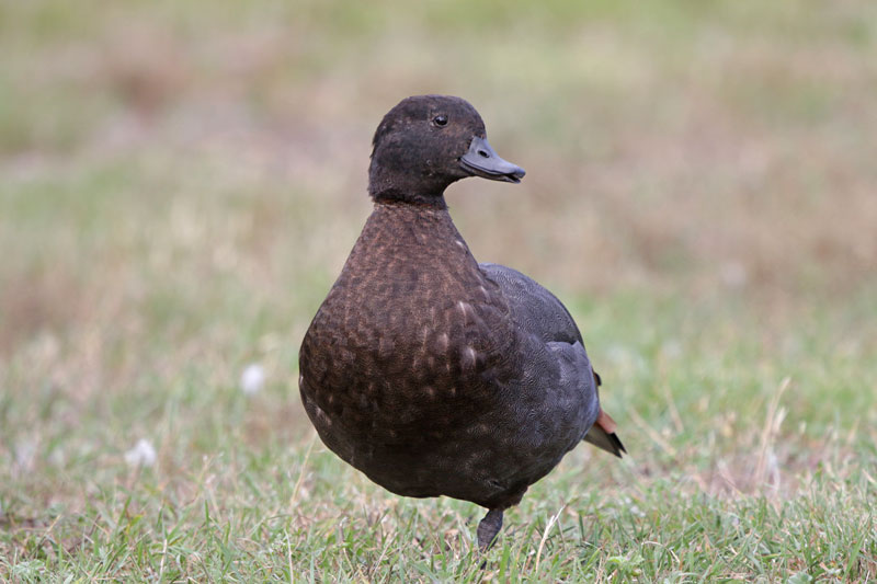 Paradise Shelduck