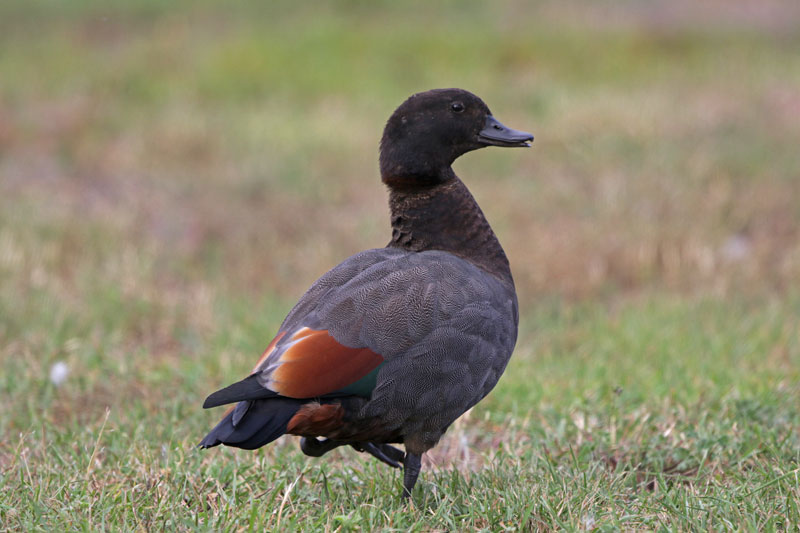 Paradise Shelduck