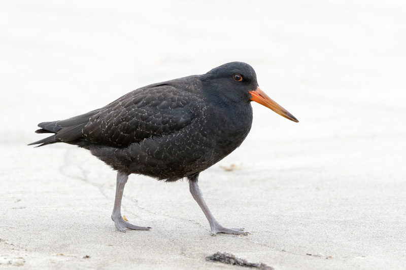 Variable Oystercatcher