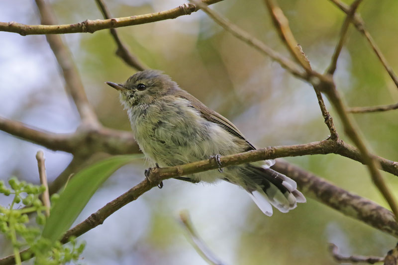 Grey Gerygone/Grey Warbler