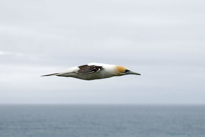 Australasian Gannet
