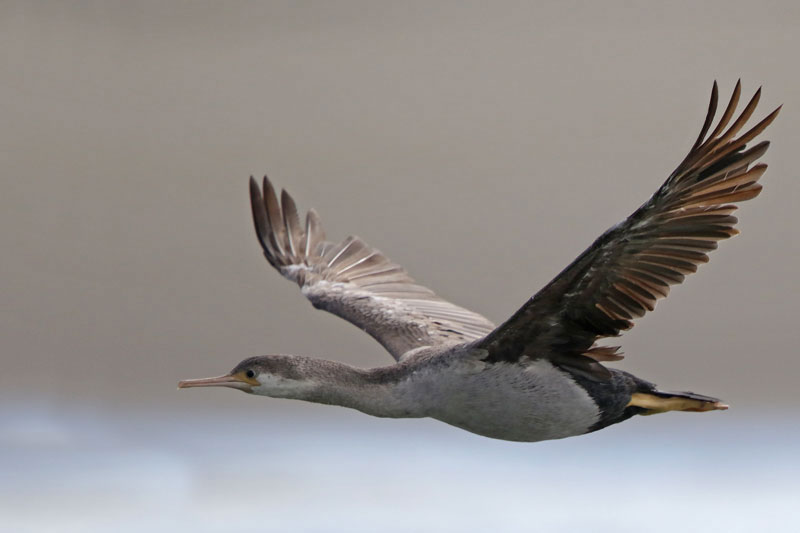 Spotted Shag