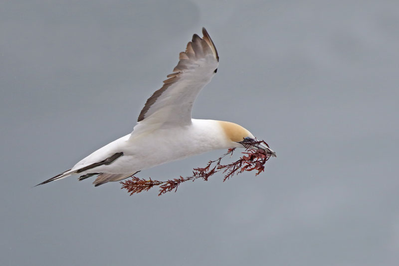 Australasian Gannet