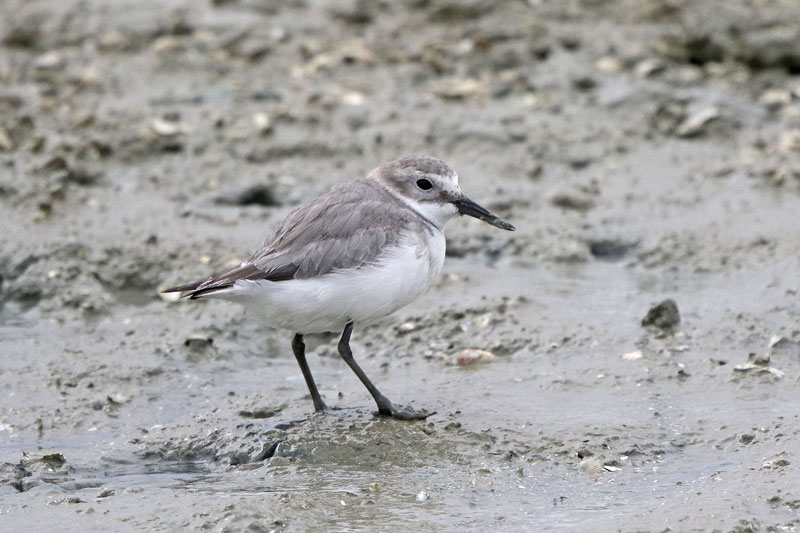 Wrybill