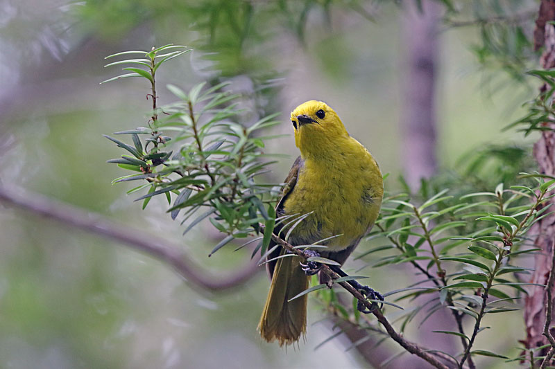 Yellowhead (Mohua)