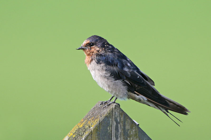 Welcome Swallow