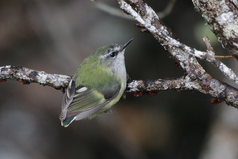 South Island Rifleman
