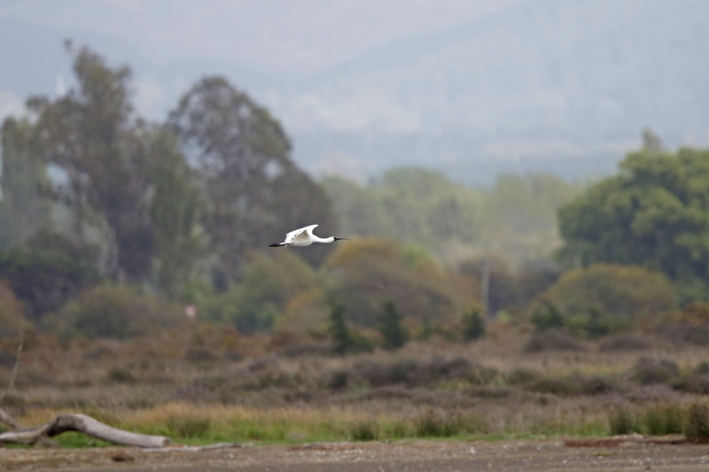 Royal Spoonbill