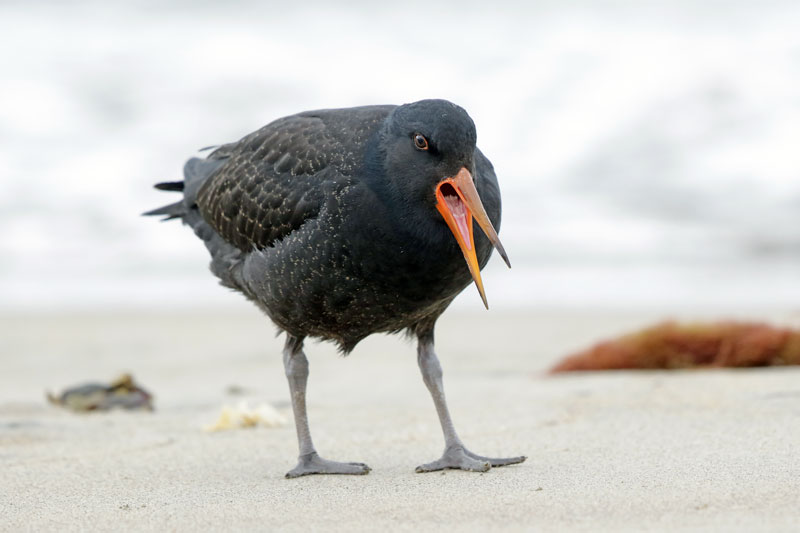 Variable Oystercatcher