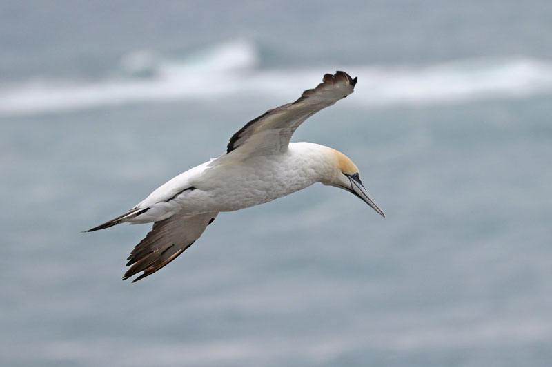 Australasian Gannet