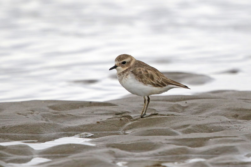 Banded Dotterel