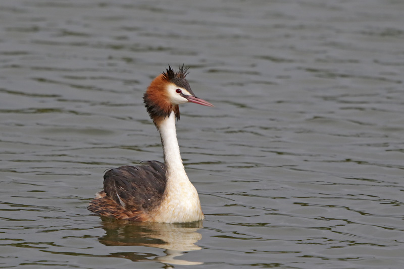 Australasian Crested Grebe