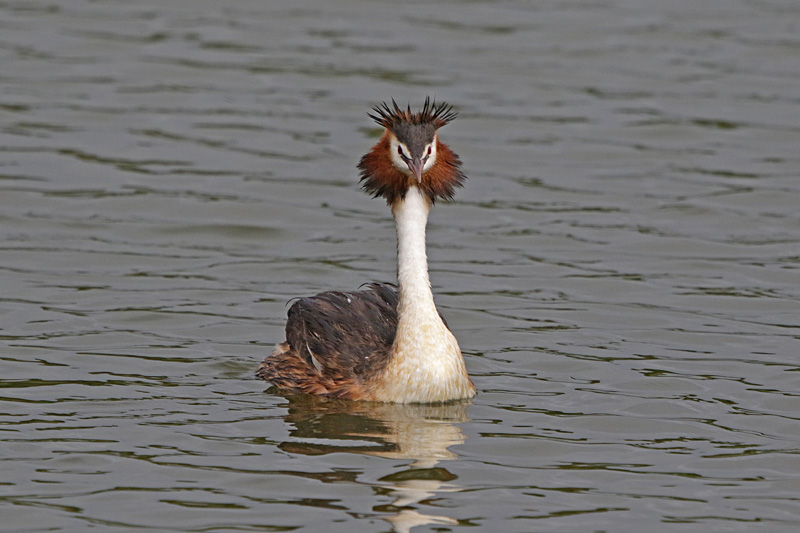 Australasian Crested Grebe