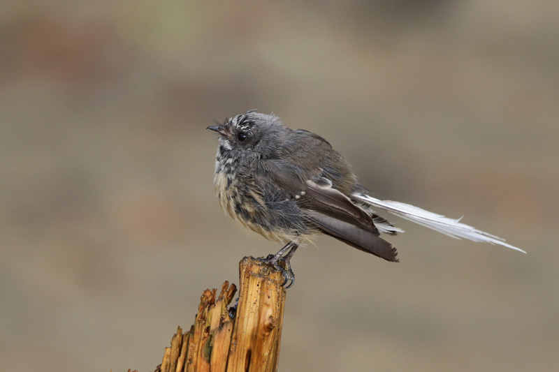 New Zealand Fantail