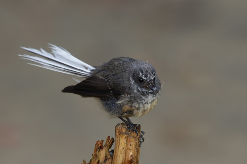 New Zealand Fantail