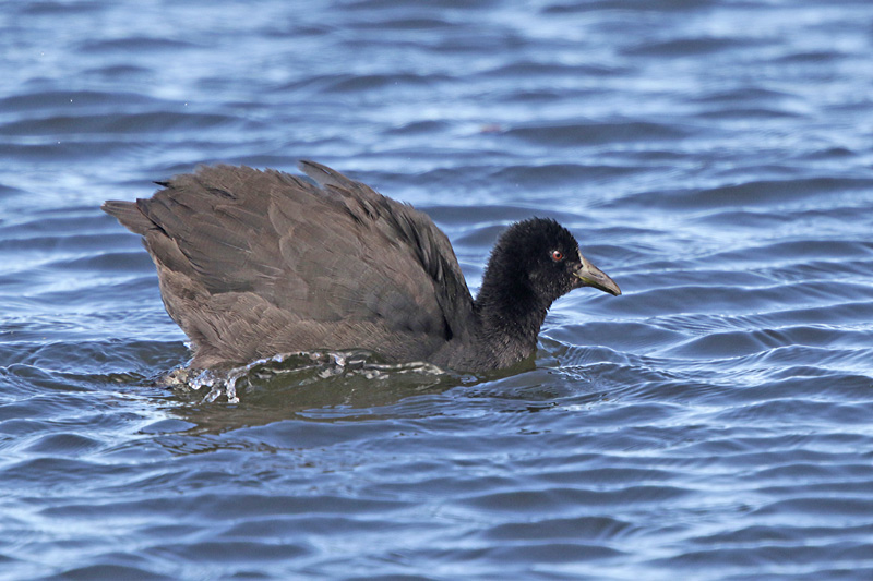 Eurasian Coot