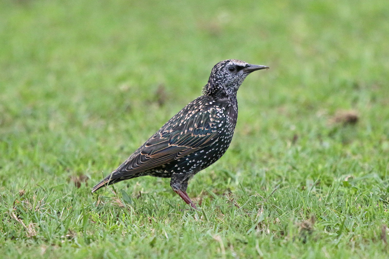 European Starling