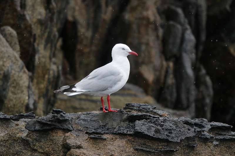 Red-billed Gull