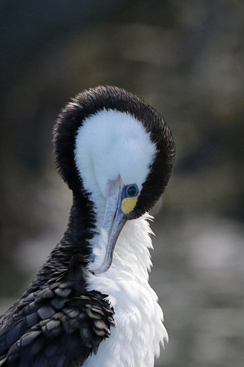 Pied Shag