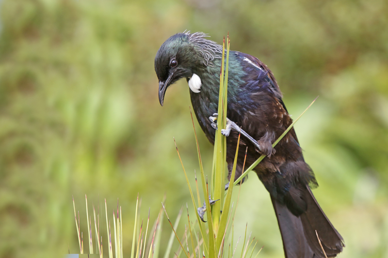 New Zealand Tui