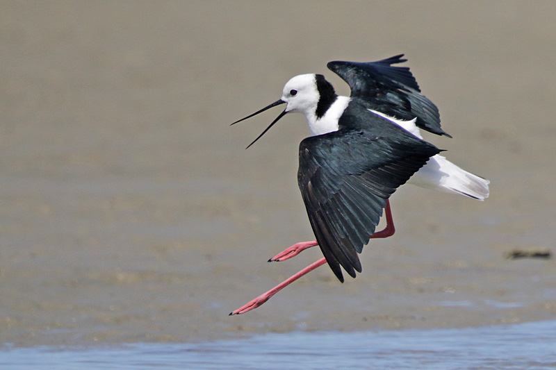 Pied Stilt