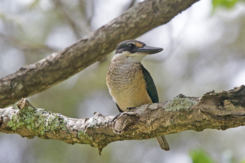 New Zealand Kingfisher