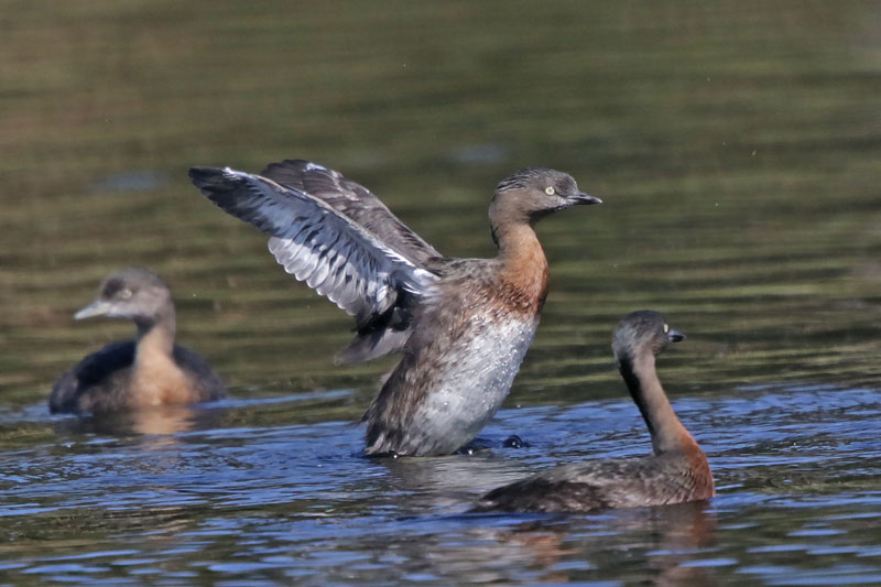New Zealand Dabchick