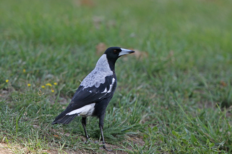 Australian Magpie