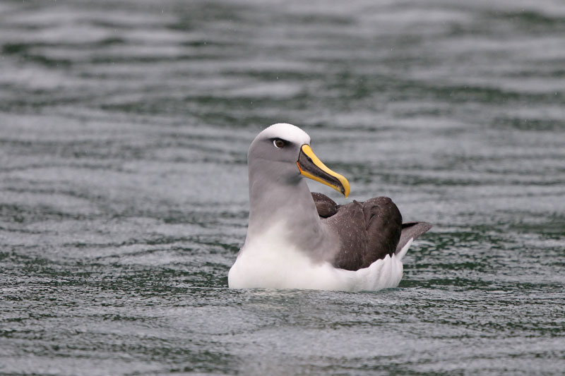 Buller's Albatross